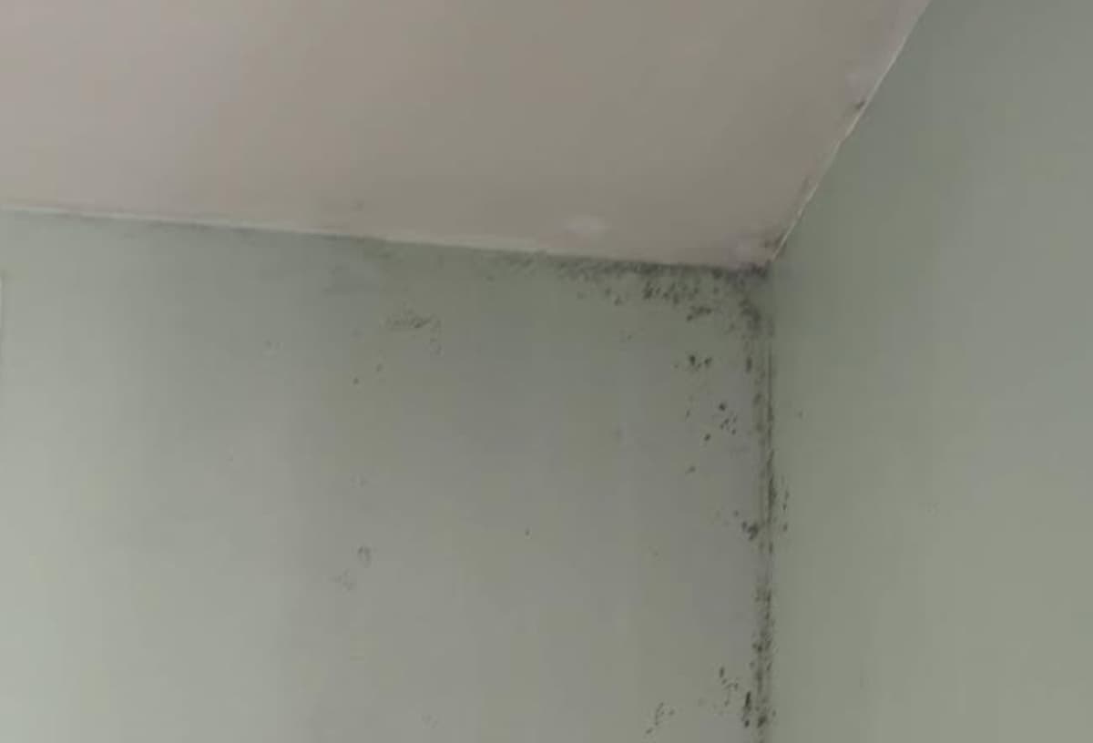 probleme de moisissure sur un mur humide