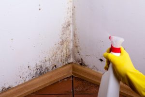 Comment identifier la présence de moisissures cachées chez vous ?
