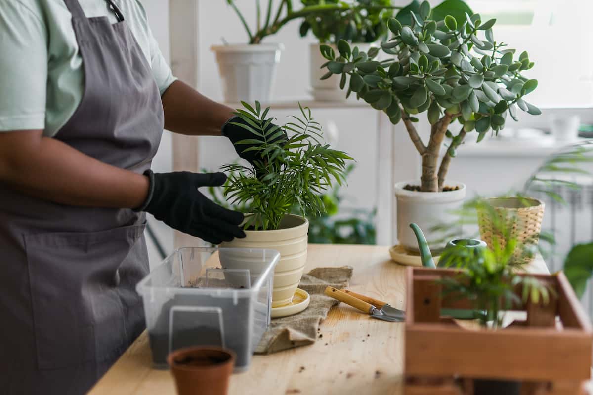 Top 5 des plantes à mettre dans son salon pour le rafraichir naturellement